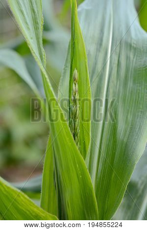 Immature Tassel Growing On A Sweetcorn Plant