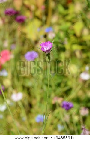 Corn Cockle Wild Flower Against Blurred Background Of Flowers