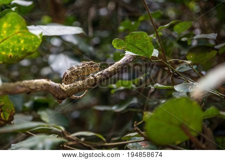 Chameleon eating an insect in a tree Madagascar