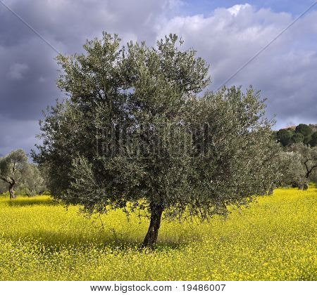 alten Olivenhain in Galiläa, israel