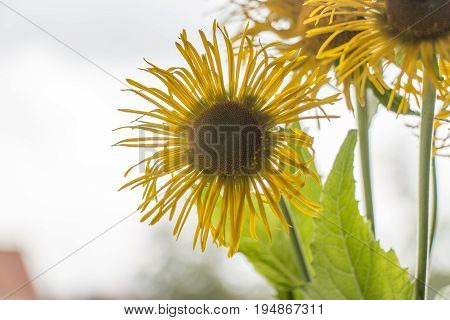 Wild daisy yellow and freen on white back