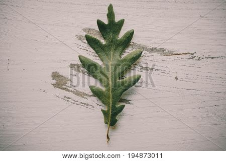 Oak tree leaves on white wooden background. Green oak leaf texture and background for designers. Close up view of green oak tree leaves on white wood. Organic background. Leaf textured.