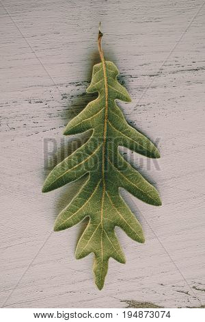 Oak tree leaves on white wooden background. Green oak leaf texture and background for designers. Close up view of green oak tree leaves on white wood. Organic background. Leaf textured.