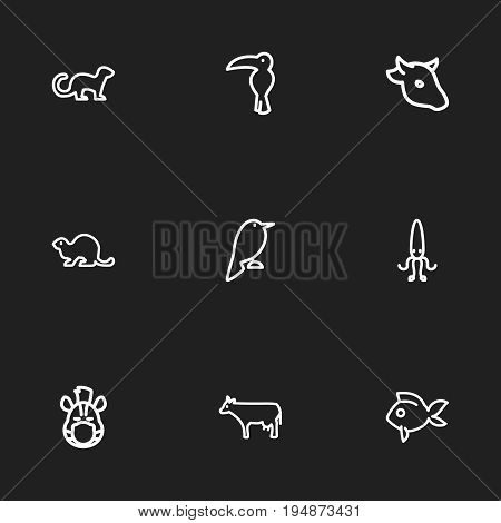 Set Of 9 Editable Animal Icons. Includes Symbols Such As Parrot, Philomel, Buffalo And More. Can Be Used For Web, Mobile, UI And Infographic Design.