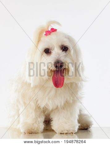 Portratit of a white dog with a pigtail Maltese bichon