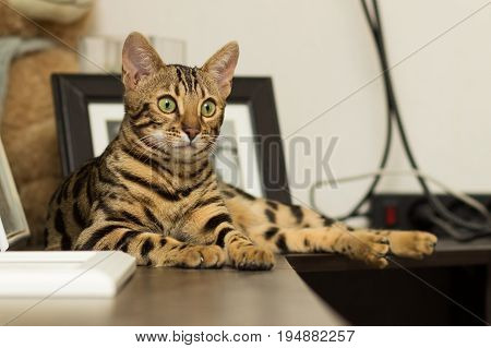 Bengal cat breed at the age of 5 months of lying on the bedside table