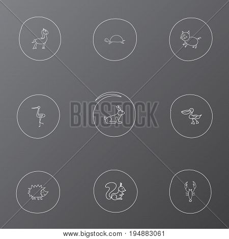 Set Of 9 Editable Animal Icons. Includes Symbols Such As Shadoof, Tortoise, Pelican And More. Can Be Used For Web, Mobile, UI And Infographic Design.