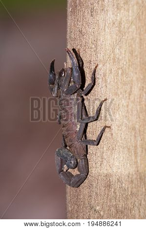 Scorpion In Costa Rica