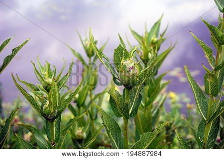 The galls of rosinweed stem wasps (Antistrophus silphii), at the apex of prairie rosinweed plants (Silphium integrifolium), also known as the whole-leaf rosinweed and the entire-leaf rosinweed, in Plainfield, Illinois during June.