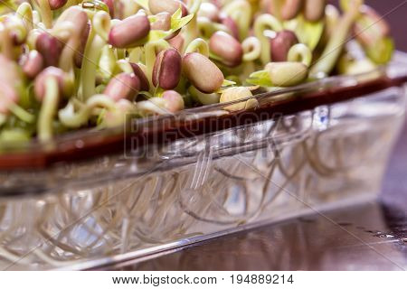 Green Soybean Sprouts