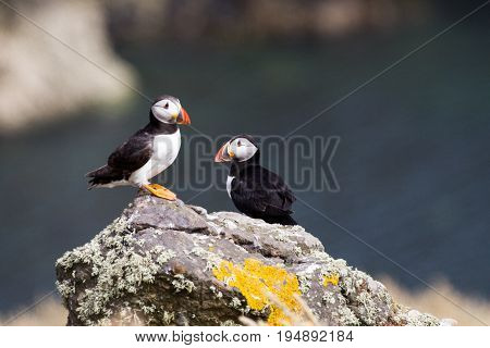 British Puffin Seabird (fratercula Arctica) From Skomer Island, Pembrokeshire, Wales Uk