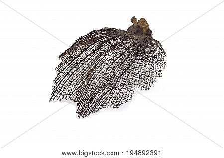 Rare Mesh Sheet Of Coral, Isolated On White Background