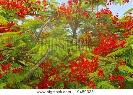 Poinciana Delonix Regia, flower only blooms in the summer time in Belize