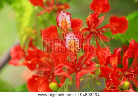 Poinciana Delonix Regia, flower only blooms in the summer time in Belize