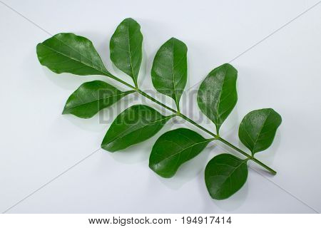 Agasta Dolichandrone Rpathacea Schum Tree Isolated