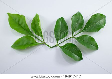 Agasta Dolichandrone Rpathacea Schum Tree Isolated