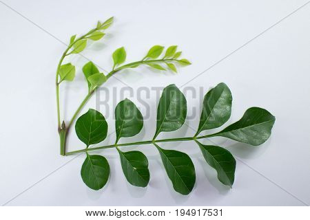 Agasta Dolichandrone Rpathacea Schum Tree Isolated