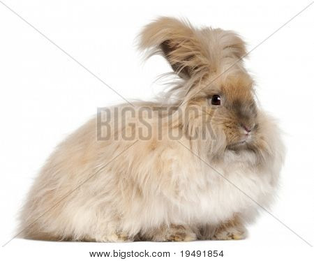 Lapin Angora anglais devant fond blanc