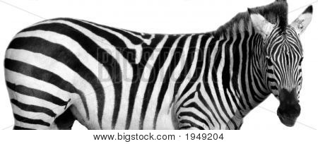 Zebra