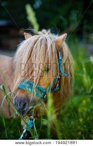 Small Shetland horse eating clover in field