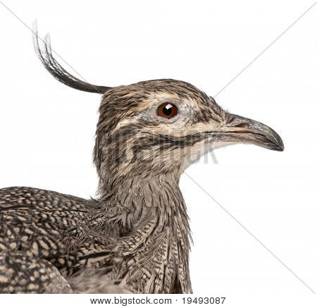 Elegante Crested Steißhühner oder Art Steißhühner, Eudromia Elegans, vor weißem Hintergrund