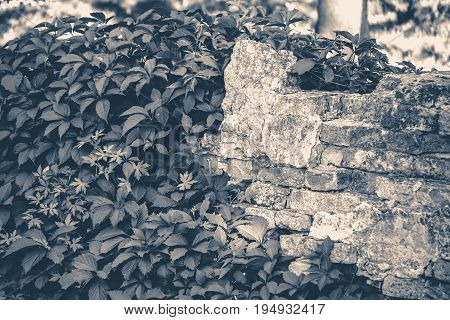 Old vintage photo. Wall brick ivy twisted copy spase copy space