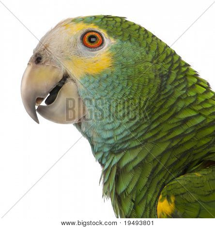 อย่างใกล้ชิดของ Amazon ไหล่สีเหลือง barbadensis Amazona หน้าพื้นหลังสีขาว