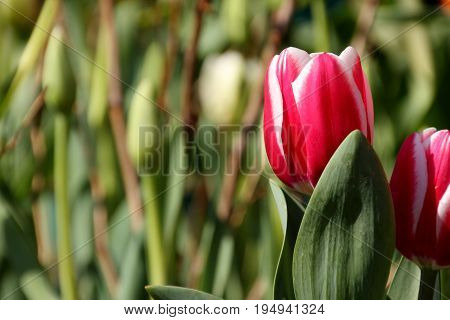 Pink and white striped tulip with green gaarden background.