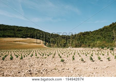 Vineyards in Slovenia. Summer, open spaces. Landscape