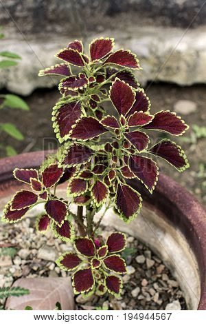 solenostemon red leaf plant nature , purple