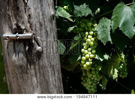 Vineyards in Slovenia. Summer, open spaces. Landscape