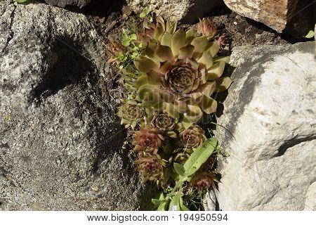 Closeup of a house-leek (Sempervivum tectorum) growing betwen stones picture from the North of Sweden.