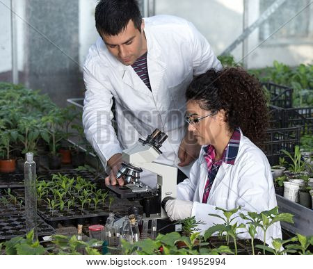 Biologists With Seedlings In Greenhouse
