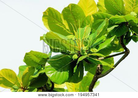 Close up of Tropical Almonds growing in Honolulu Hawaii
