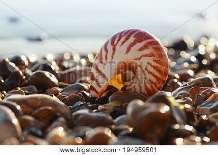  British summer  beach with nautilus pompilius sea shell