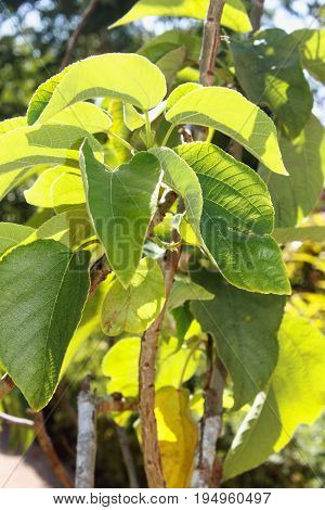 Close up image of Paper Mulberry (Broussonetia papyrifera)