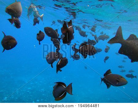 Sea Life Of Molokini Crater, Maui, Hawaii.