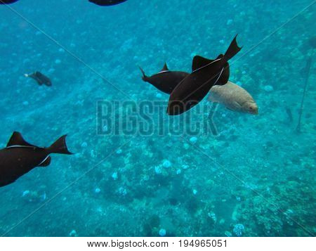 Sea Life Of Molokini Crater, Maui, Hawaii.