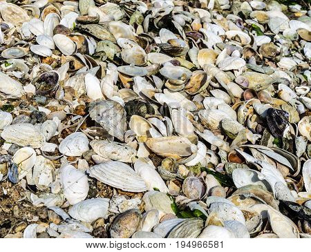 Walking along the beach in Rhode Island that is covered with piles of clam shells that have washed up onto shore.