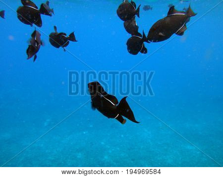 Sea Life Of Molokini Crater, Maui, Hawaii.