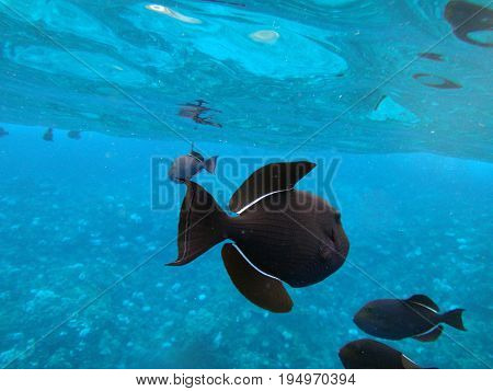 Sea Life Of Molokini Crater, Maui, Hawaii.