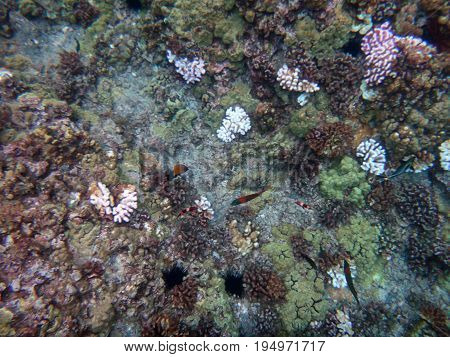 Sea Life Of Molokini Crater, Maui, Hawaii.
