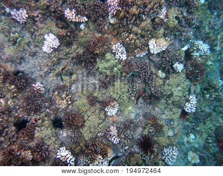 Sea Life Of Molokini Crater, Maui, Hawaii.