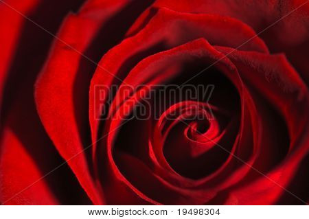 Makro von schönen roten Rose mit offener Blüte