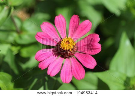 purple narrowleaf zinnia on the garden in thailand.