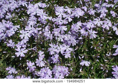 Close Up Of Lilac Flowers Of Phlox Subulata