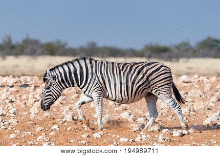 A pregnant Burchells zebra mare Equus quagga burchellii walking in red sand in Northern Namibia