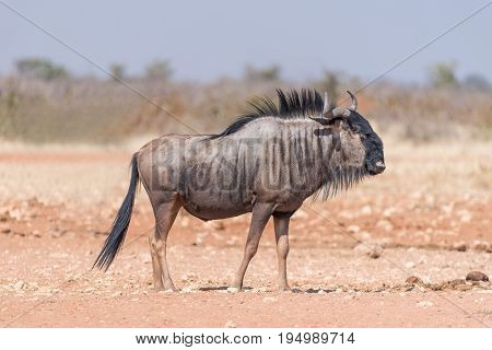 A blue wildebeest Connochaetes taurinus also called a white-bearded wildebeest or brindled gnu walking
