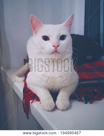 A white cat with multi-colored eyes lies. Cat with heterochromia