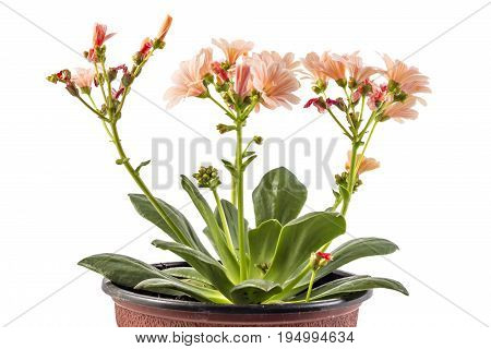 Orange flowers Hippeastrum flower pot, isolated on white background, (Amaryllidaceae) blossom flowers Amaryllis or Hippeastrum